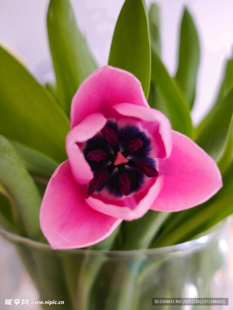 粉色郁金香插于透明花瓶