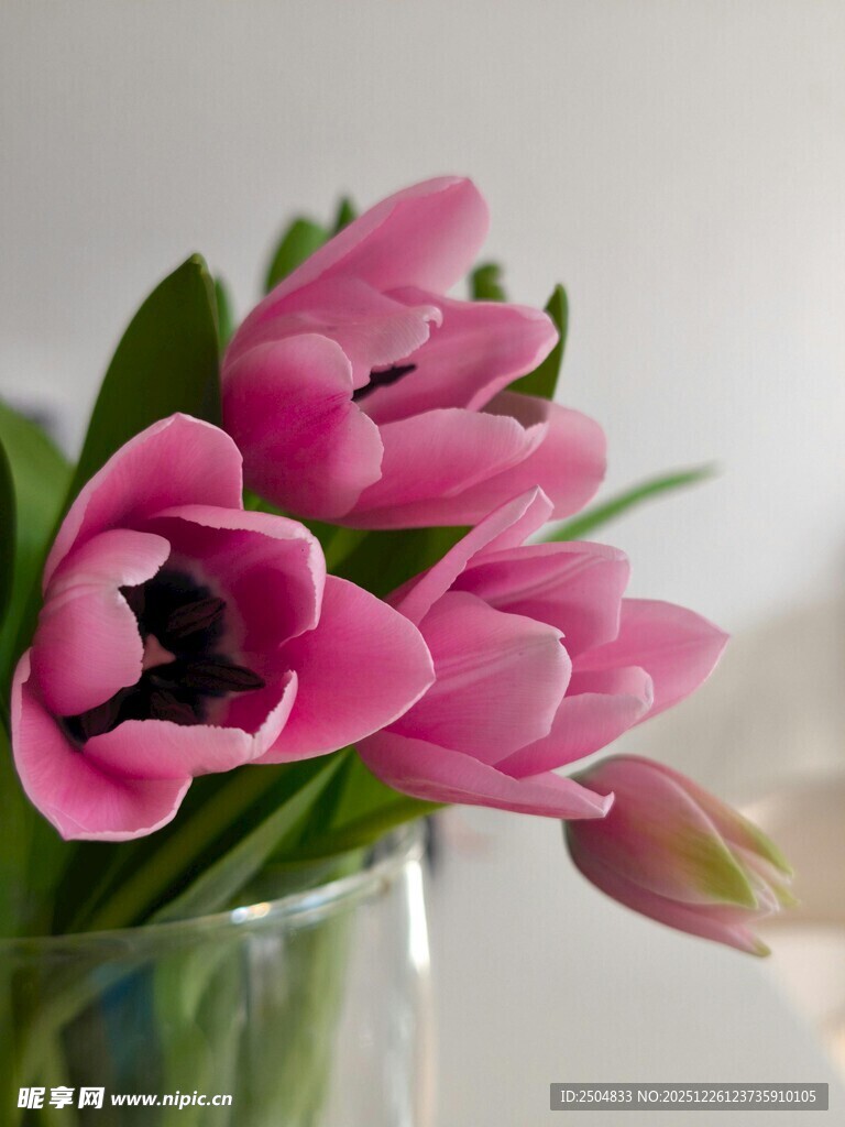 粉色郁金香插于透明花瓶