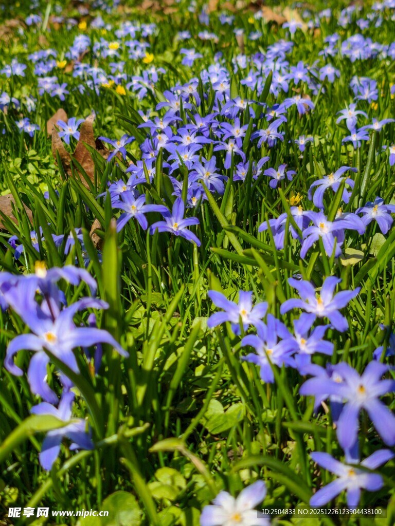 蓝紫色小花绽放于绿野