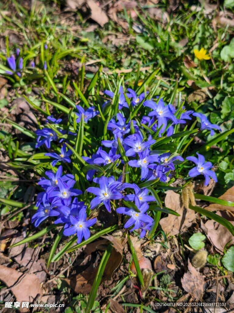 蓝紫色小花绽放于草地