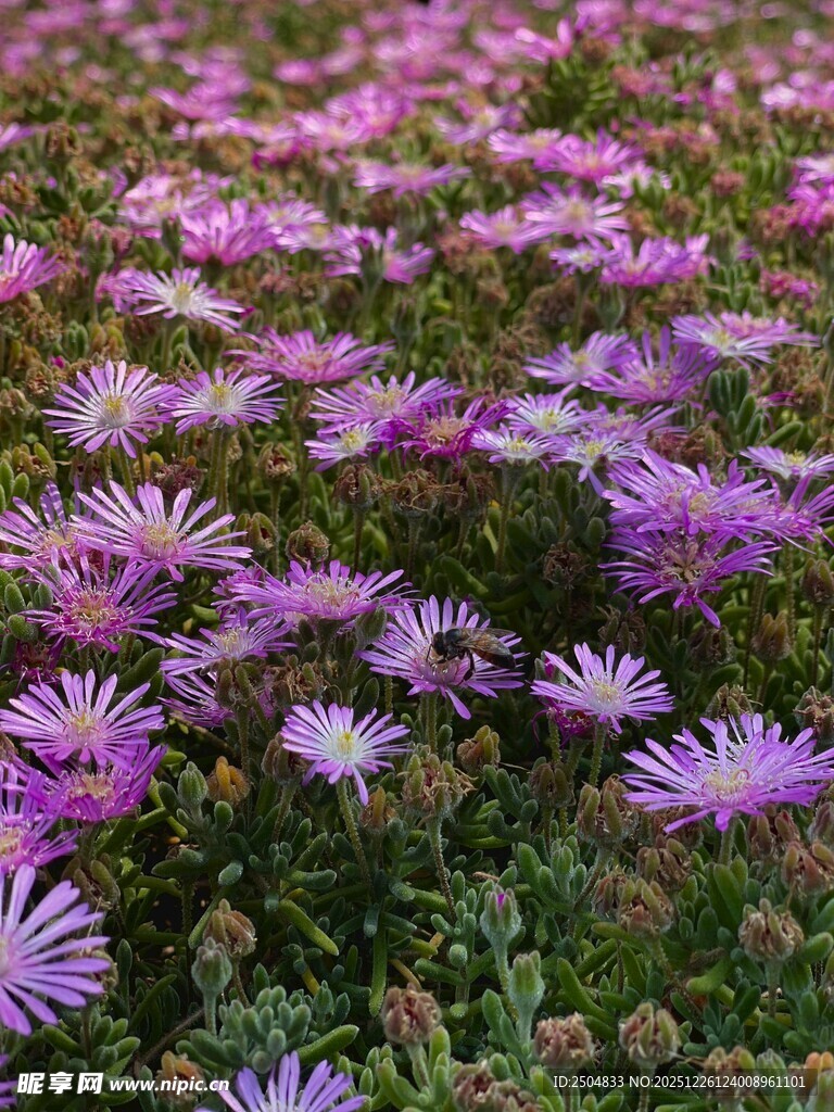 紫色小花绽放的美丽景致