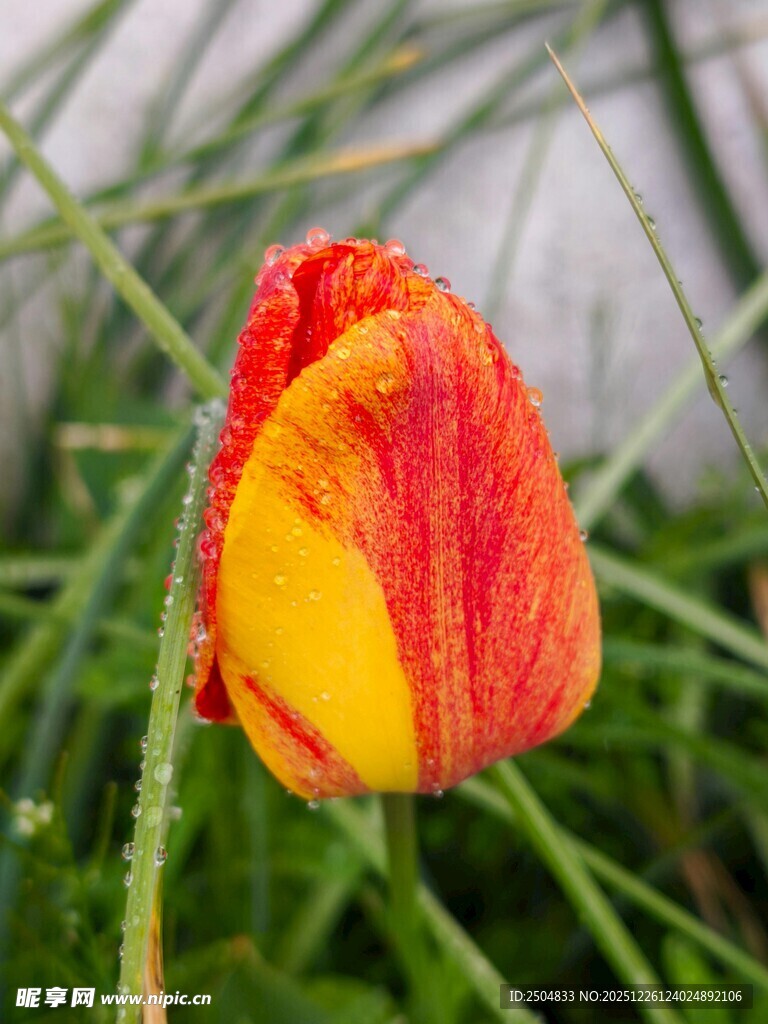 红黄相间郁金香绽放