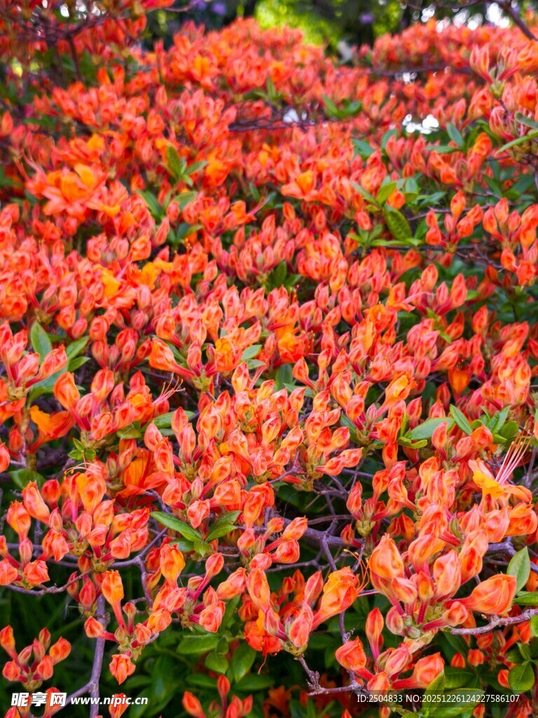 秋日绚烂红叶景观