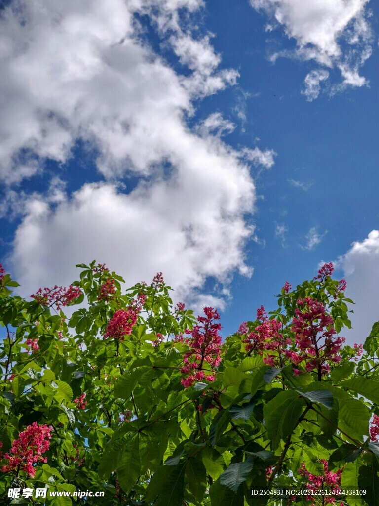 蓝天繁花 自然美好景致