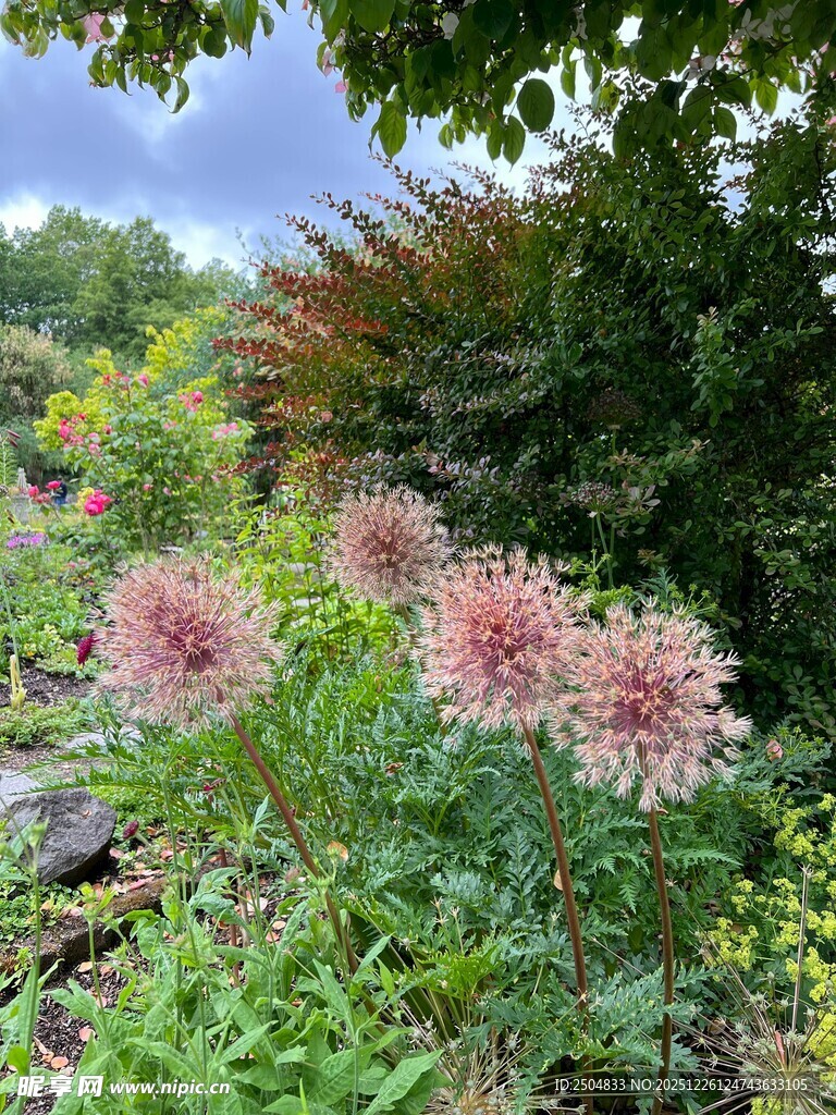 花园中的绚烂粉色花卉