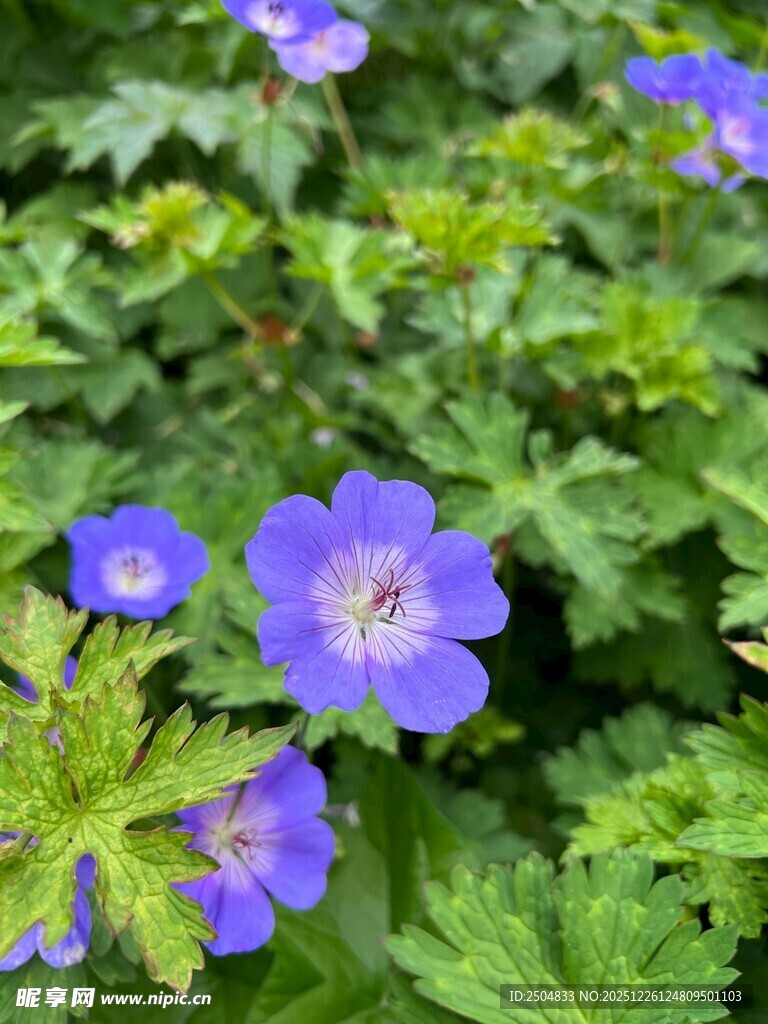 蓝紫色小花绽放绿叶间