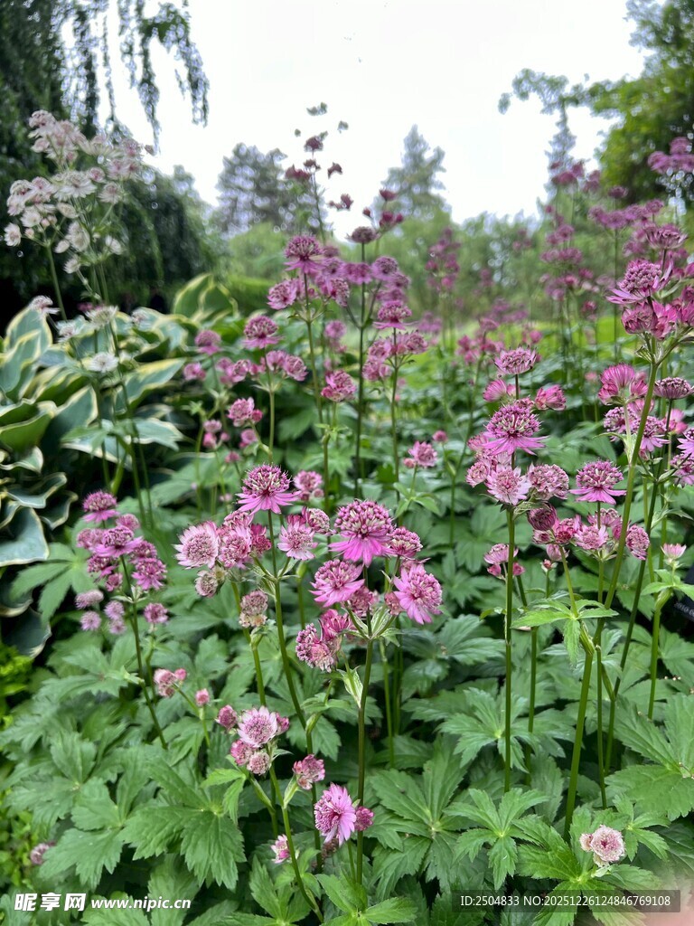 繁茂紫花植物景观