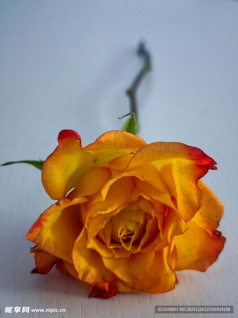 橙黄 变玫瑰特写