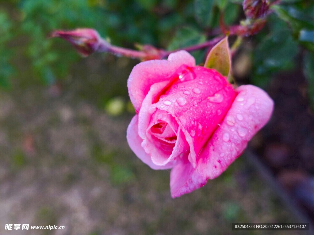 带水珠的娇艳粉色玫瑰花