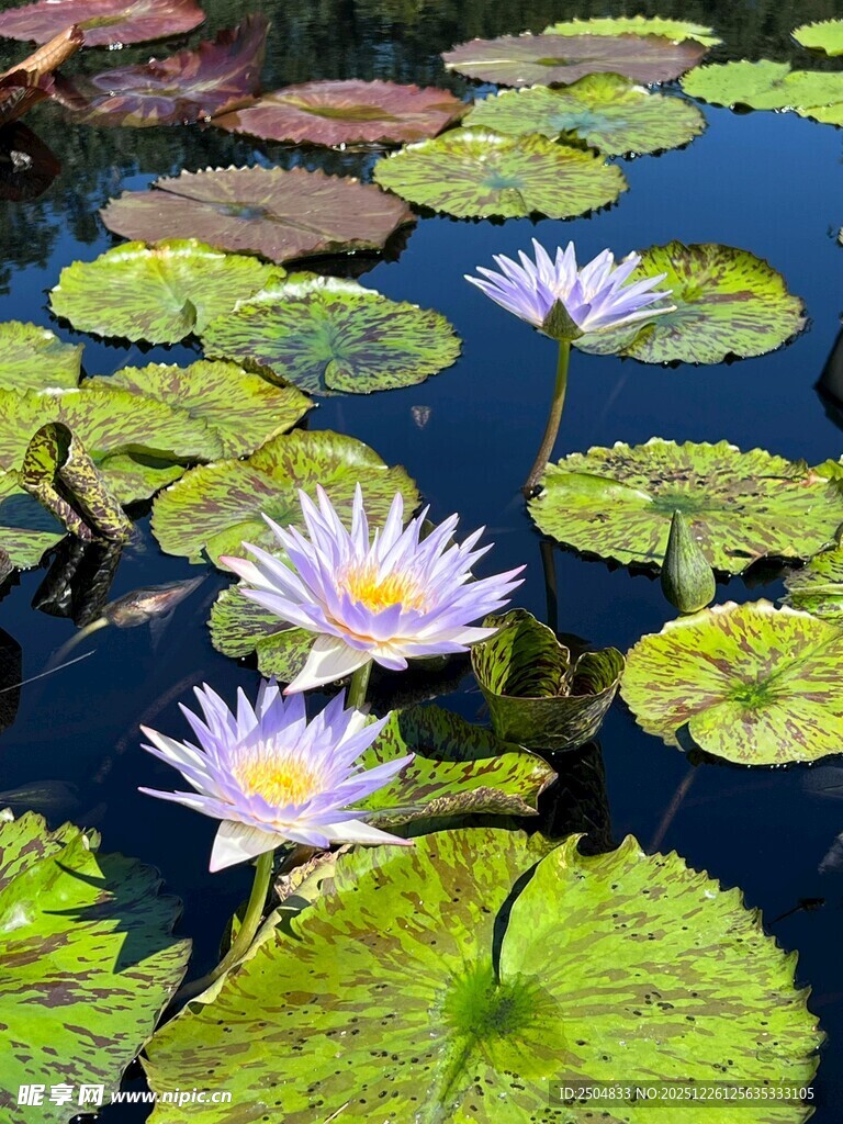 池塘中的美丽睡莲花卉