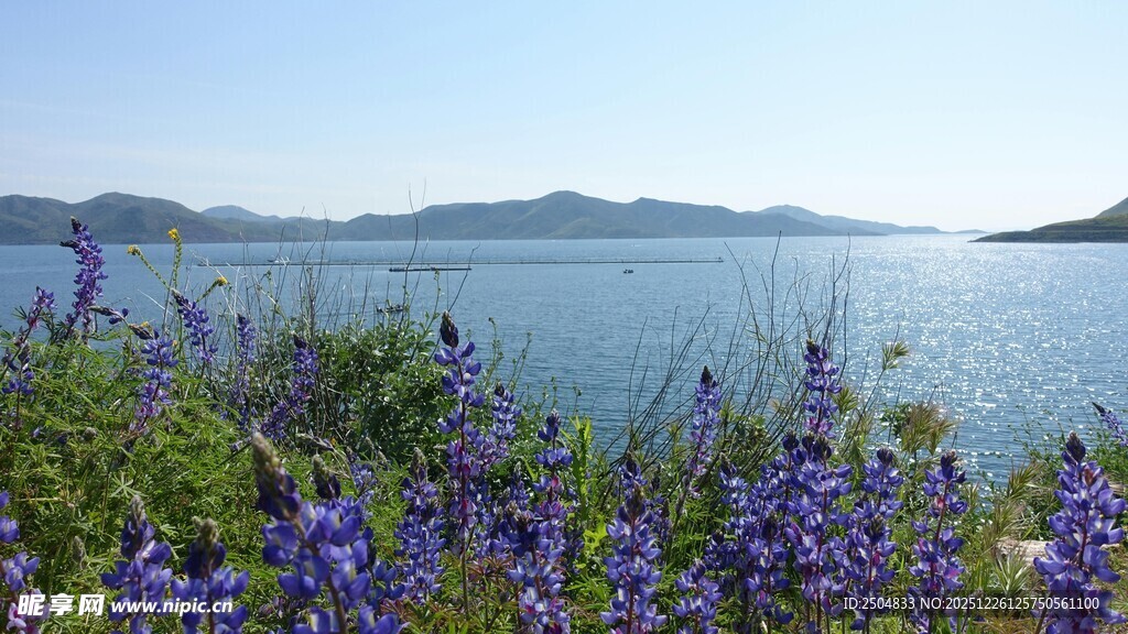 湖畔紫花绽放的美丽景致