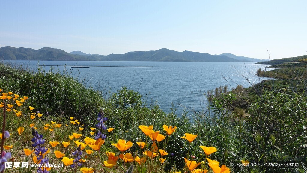 海边繁花盛开的美丽景致