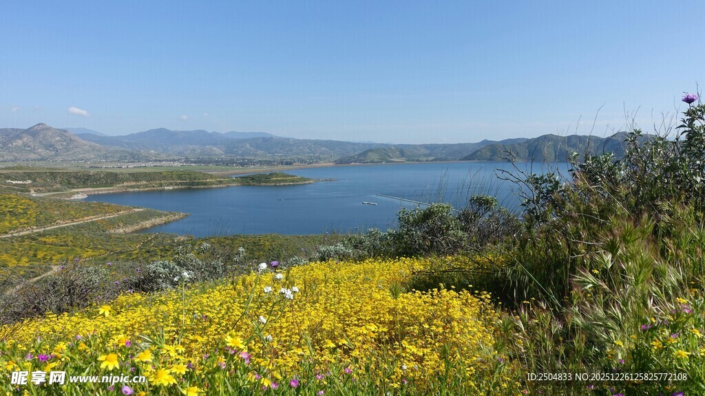 湖畔黄花盛放的美丽风光
