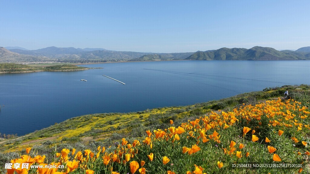 湖畔黄花盛开的美丽景致