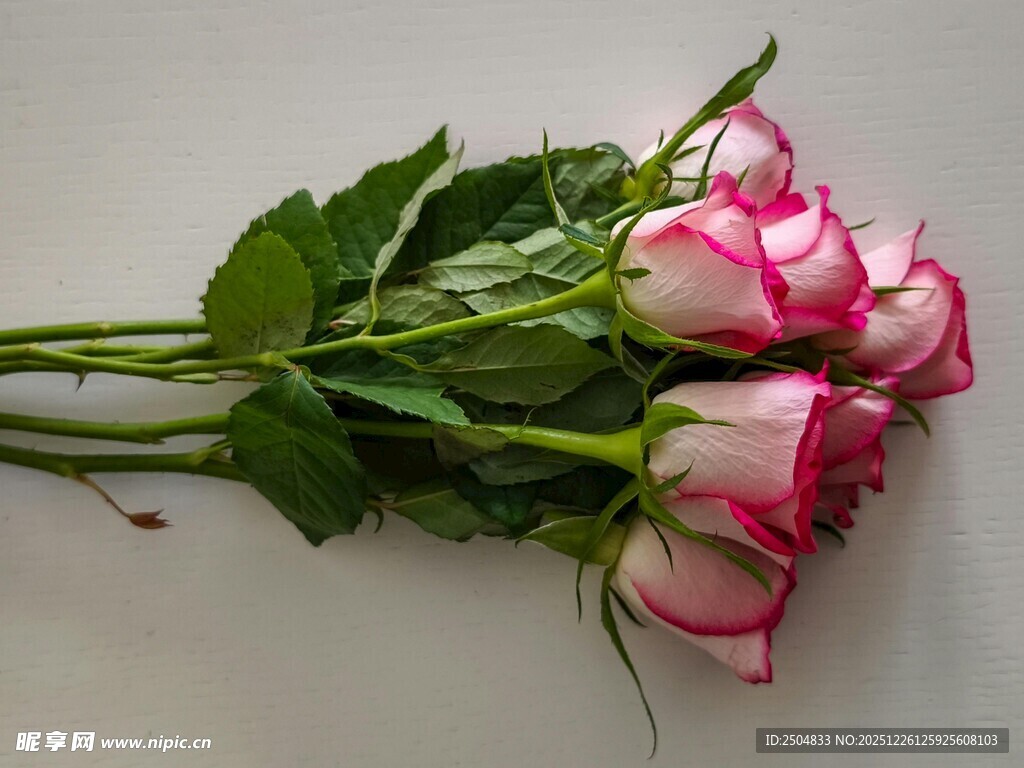 粉色边缘玫瑰花束