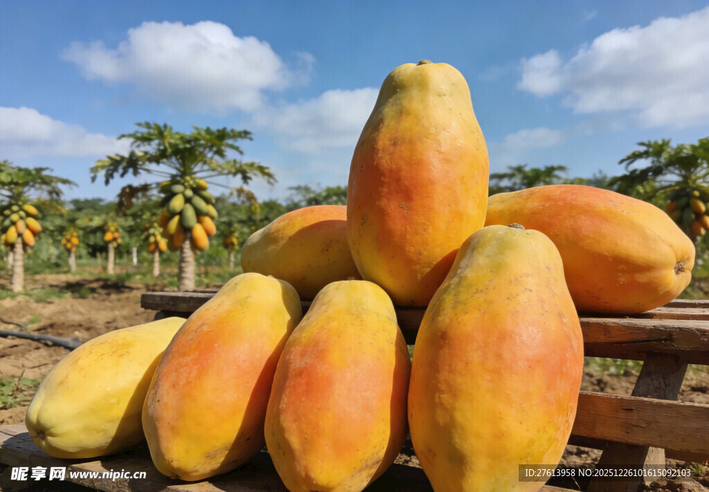 木瓜堆于果园里的丰收景象