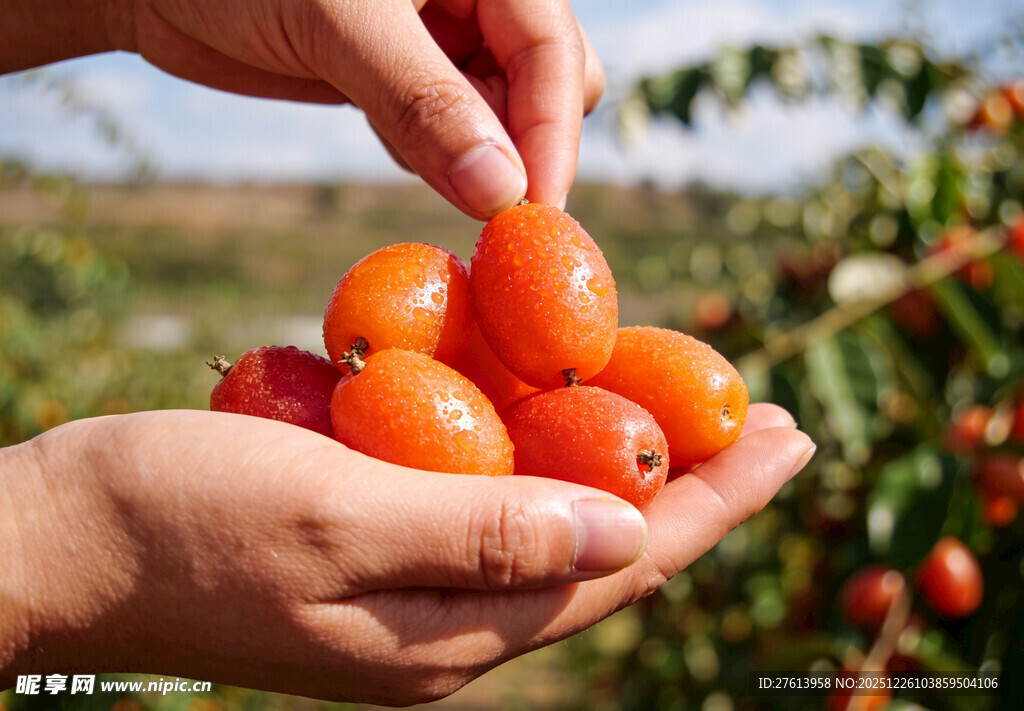 手捧新鲜的羊奶果