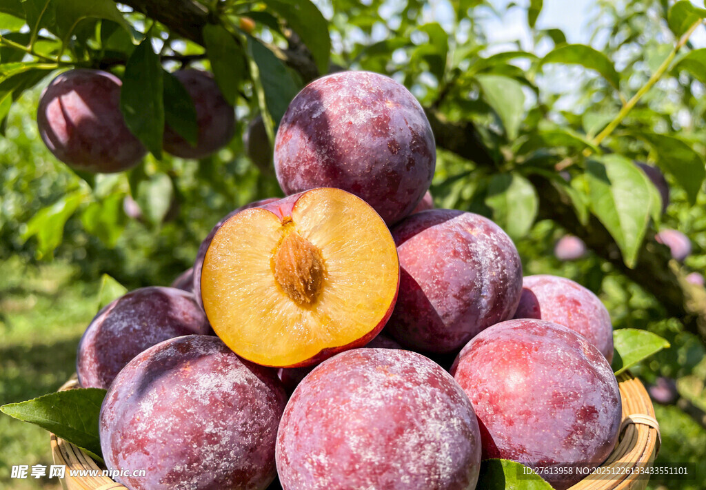 果园里的李子堆叠