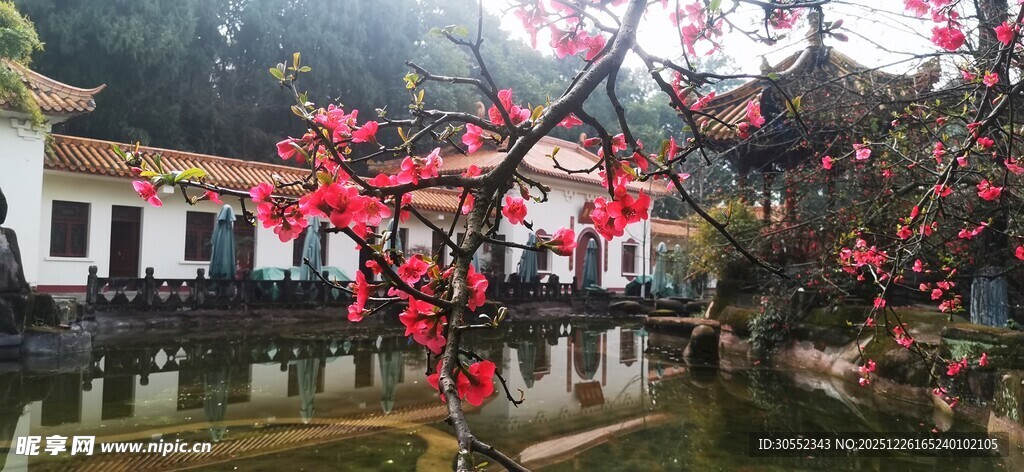 古村繁花下的热闹场景