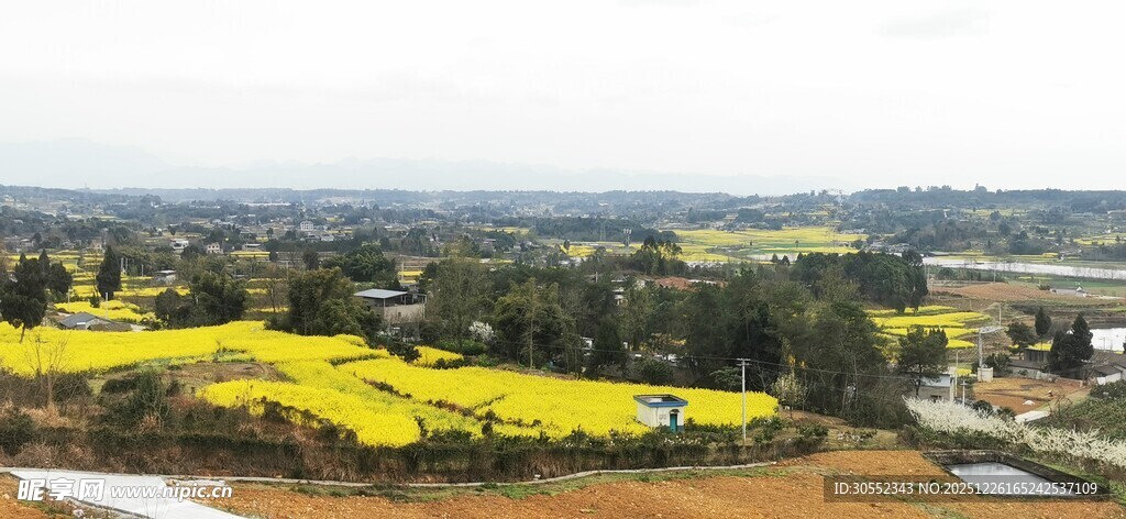 田园油菜花海风光图