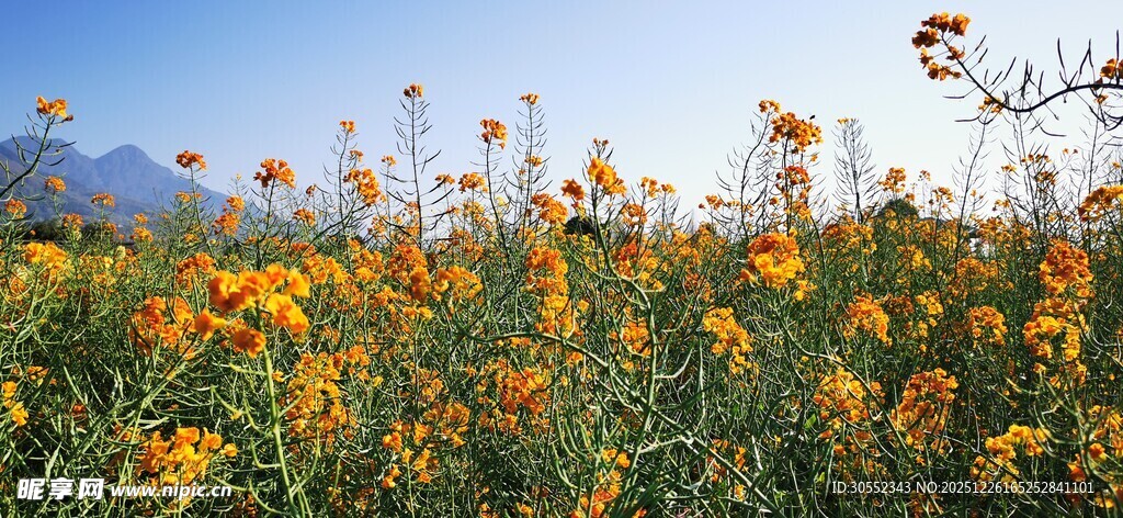 灿烂彩色油菜花田