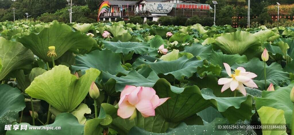 荷塘中的娇艳荷花绽放