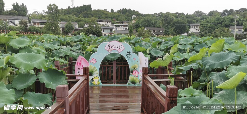 荷塘中的浪漫木质拱门