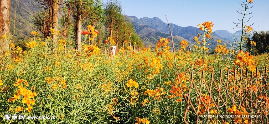 绚烂花海自然美景如画