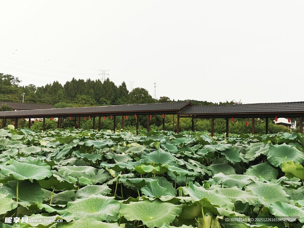 荷塘美景绿意盎然