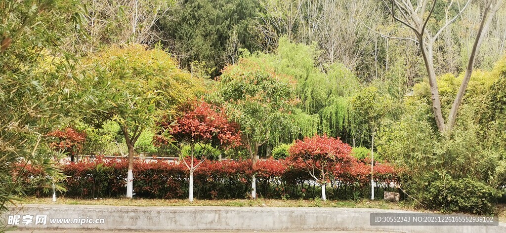 春日繁花盛开的园林景致