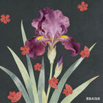 紫色鸢尾花插画