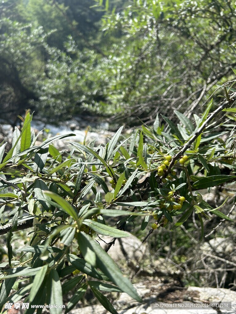 溪边繁茂绿植景观