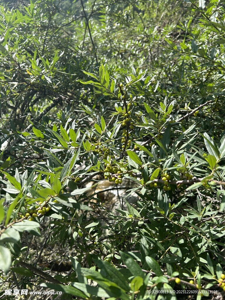茂密绿植景观