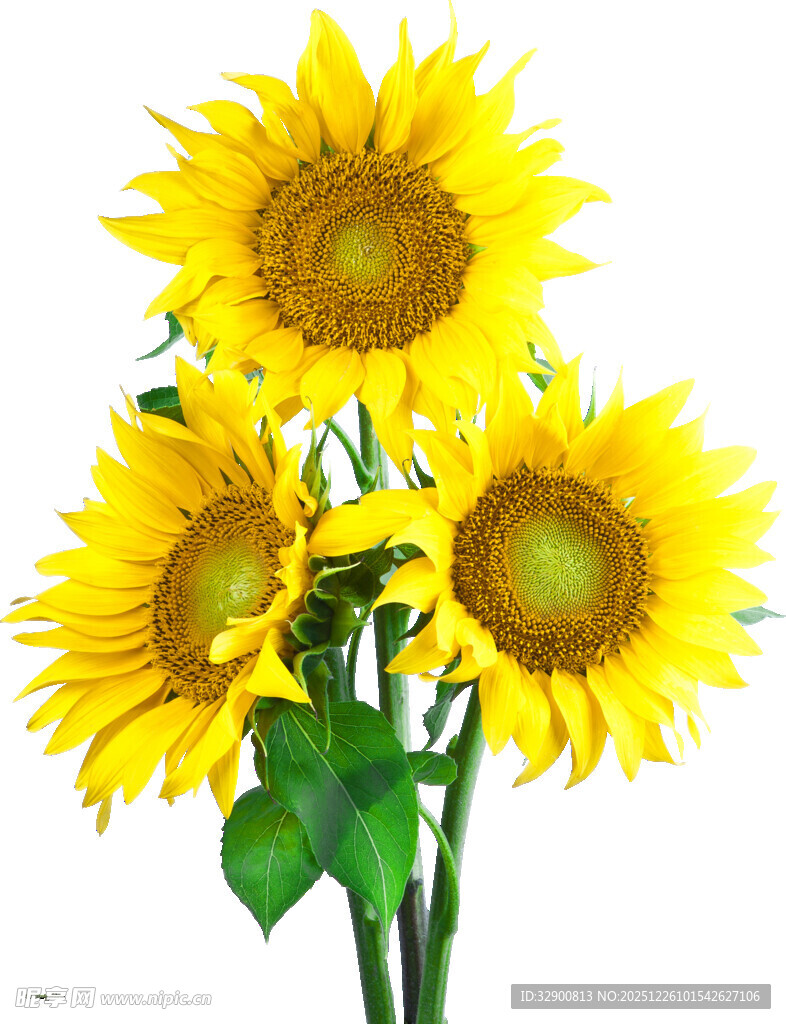 三朵向日葵绽放