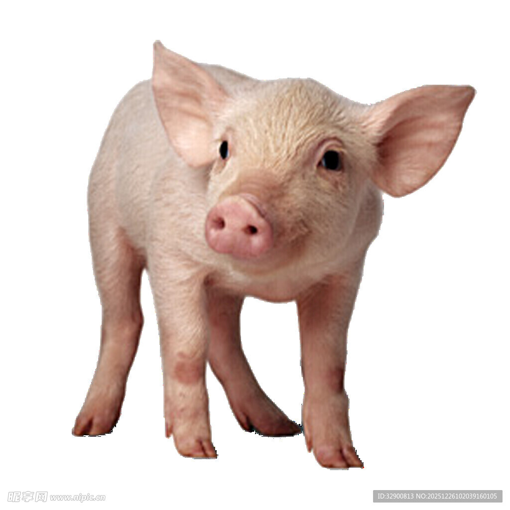 可爱小猪站立特写