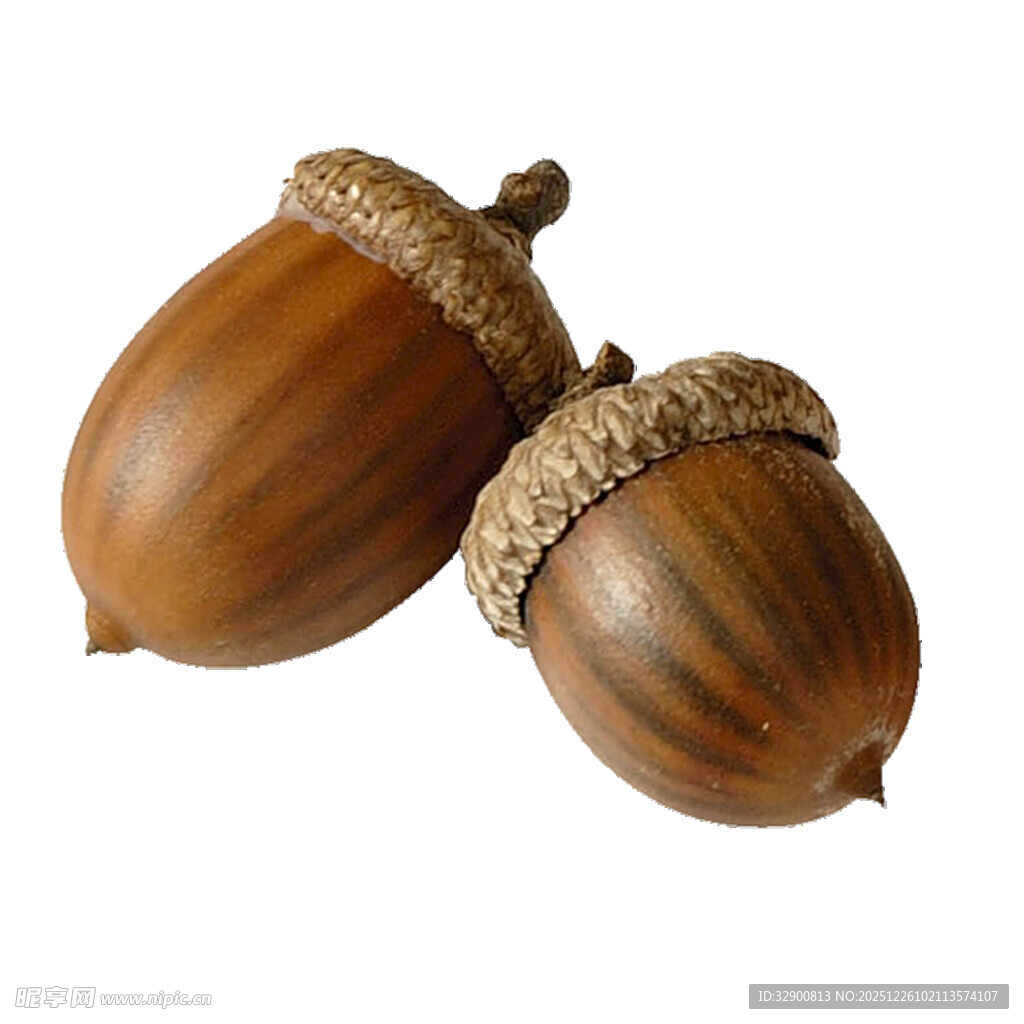 两颗棕色橡果