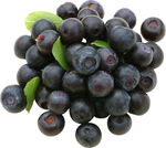 新鲜饱满的蓝莓果实