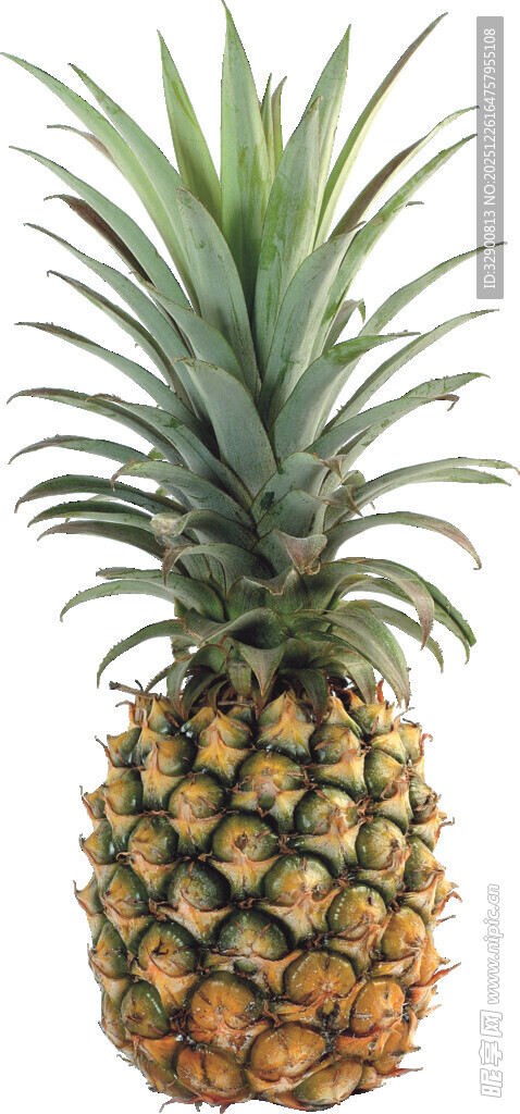 新鲜菠萝