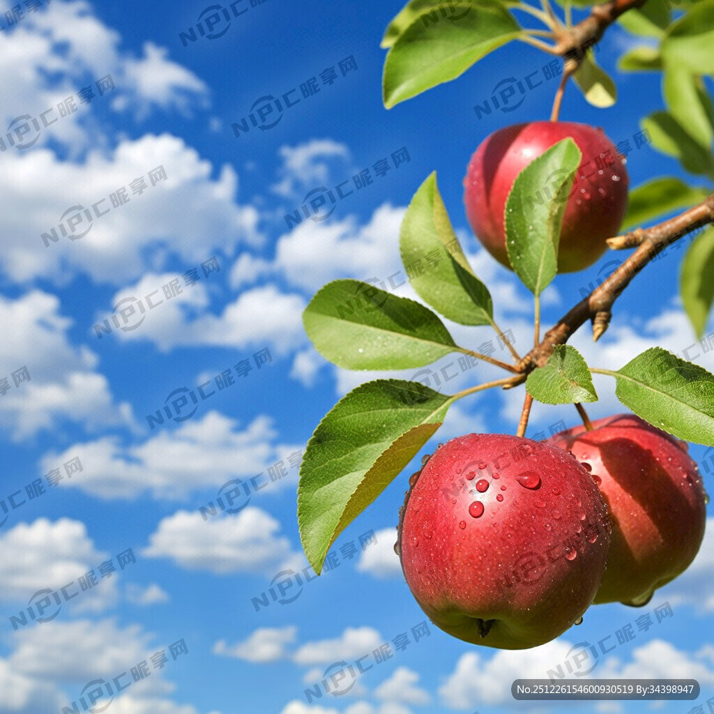 蓝天白云 树枝上有树叶