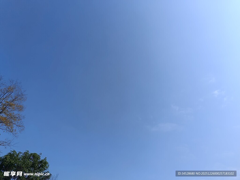 晴朗蓝天与树梢景象