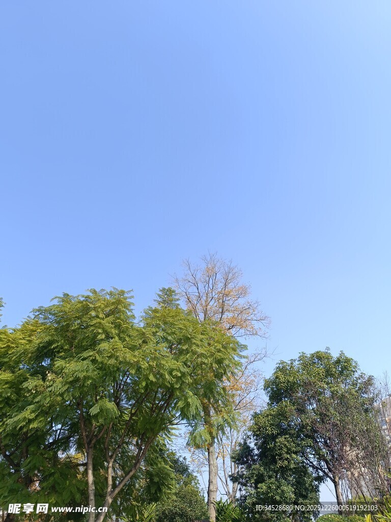 蓝天绿树自然风景图