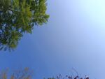 仰望蓝天绿树