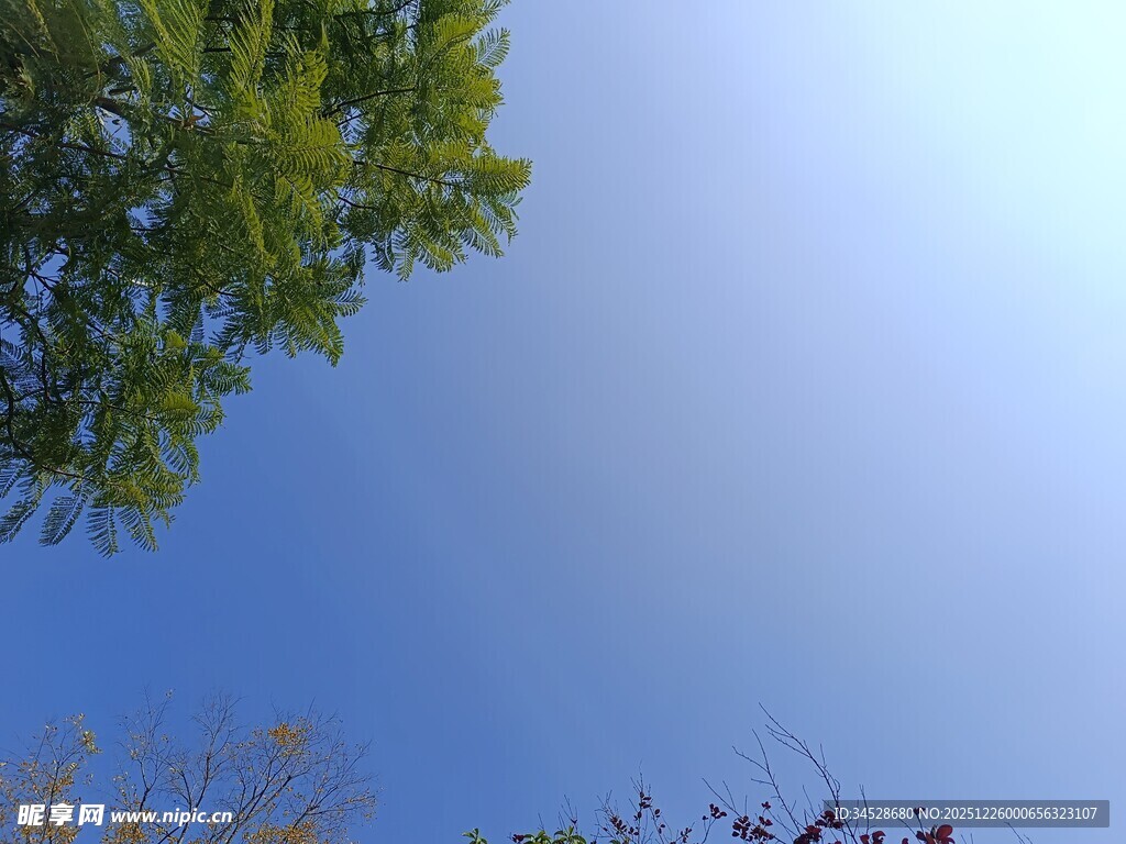 仰望蓝天绿树