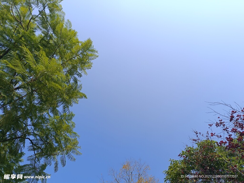 蓝天绿树风景