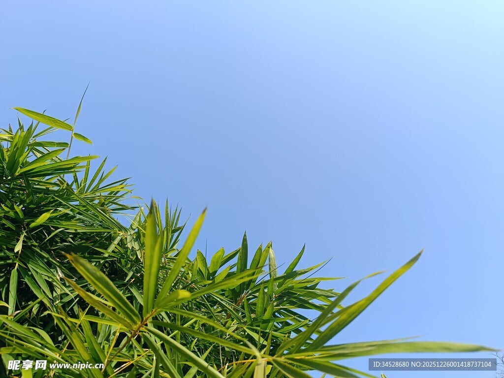 蓝天映衬下的翠绿竹叶