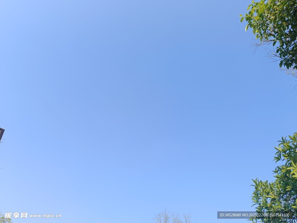 蓝天绿树间的飞鸟