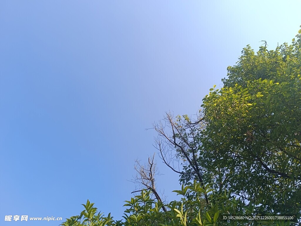 蓝天绿树间的清新景致