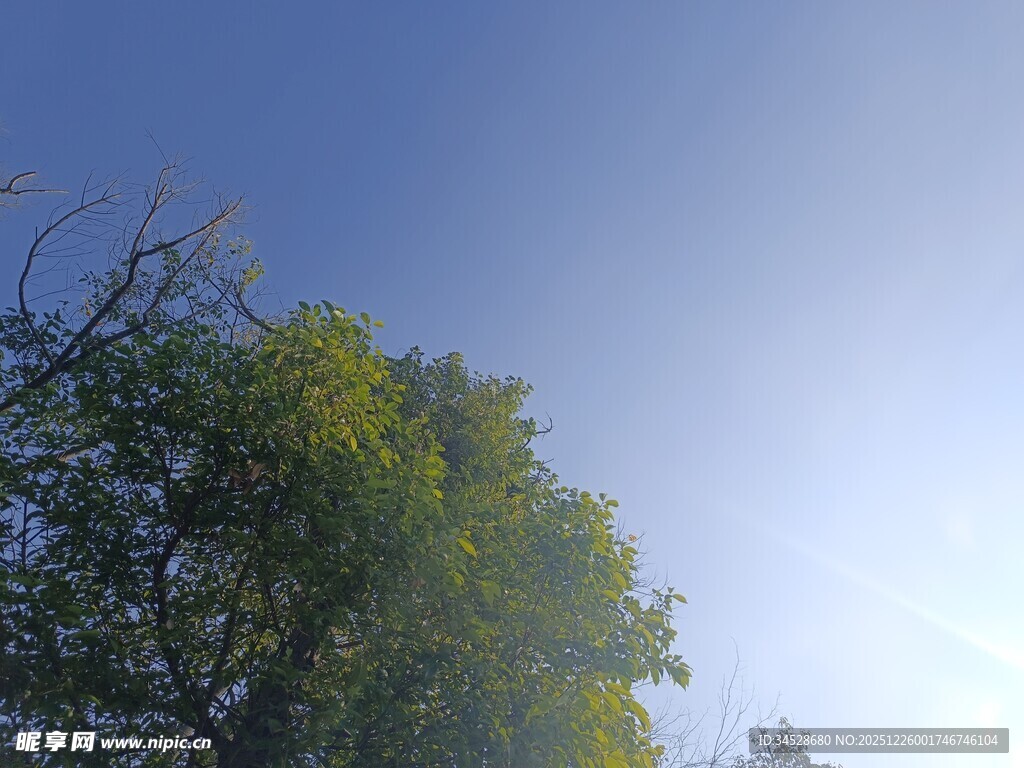 蓝天绿树间的清新景致