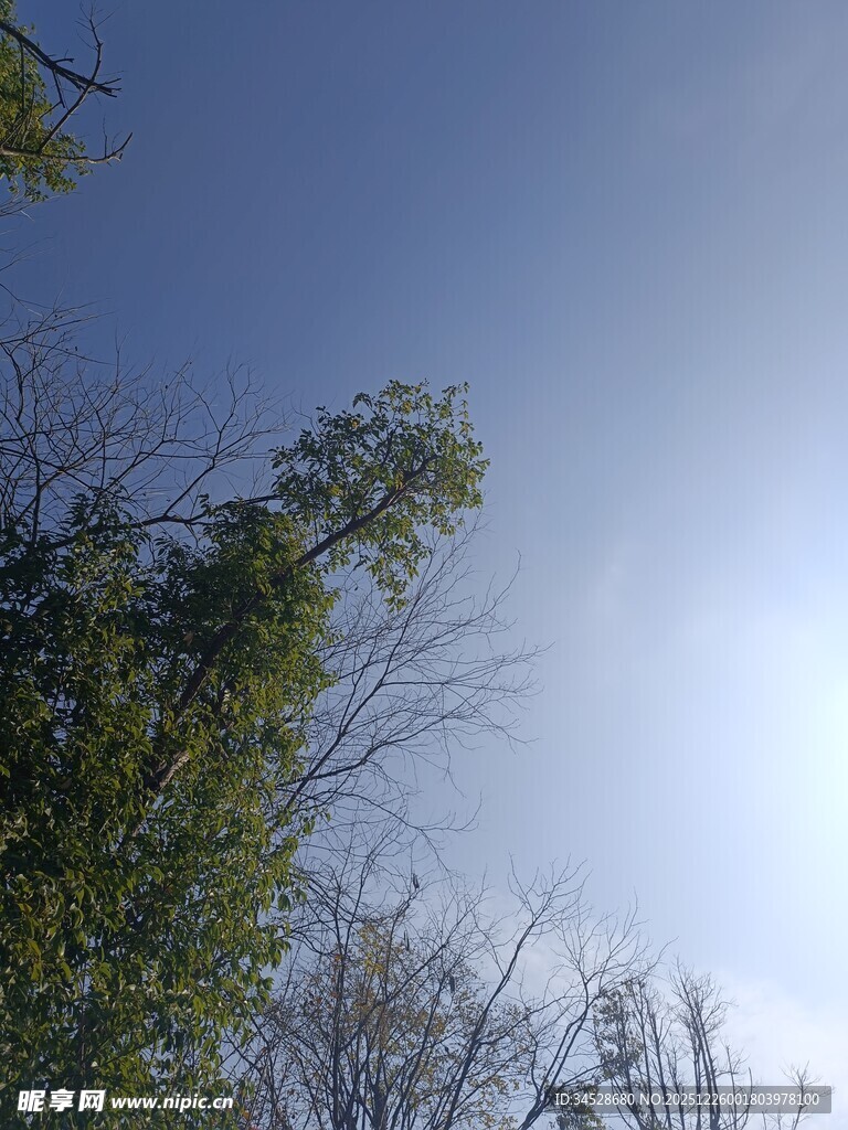 蓝天绿树间的明媚阳光