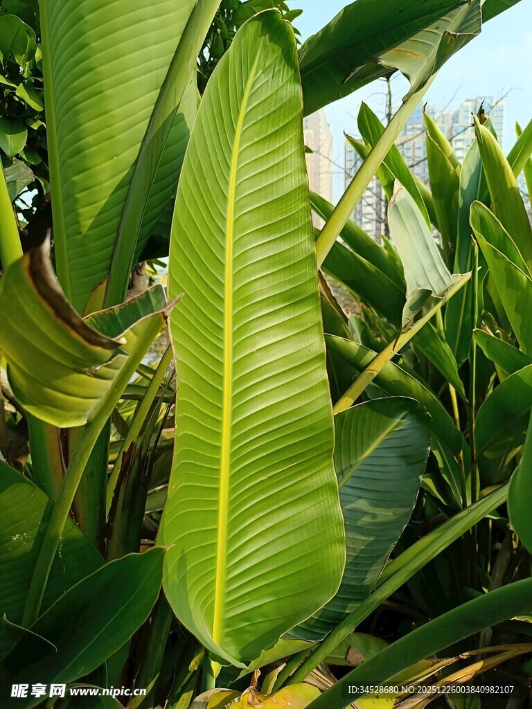 翠绿宽大的热带植物叶片